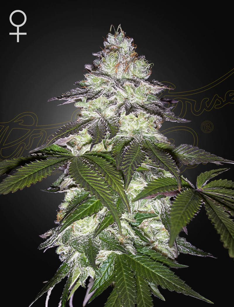 Milky Dreams - Cannabis Seeds - WWW.SEEDS-BANK.CZ
